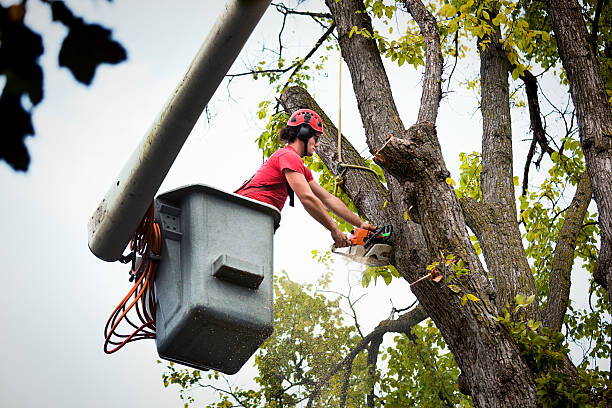 Best Emergency Tree Removal  in Laupahoehoe, HI